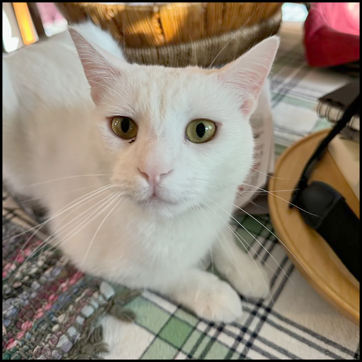 Odie, Adoptable, Adult Male Domestic Short Hair.