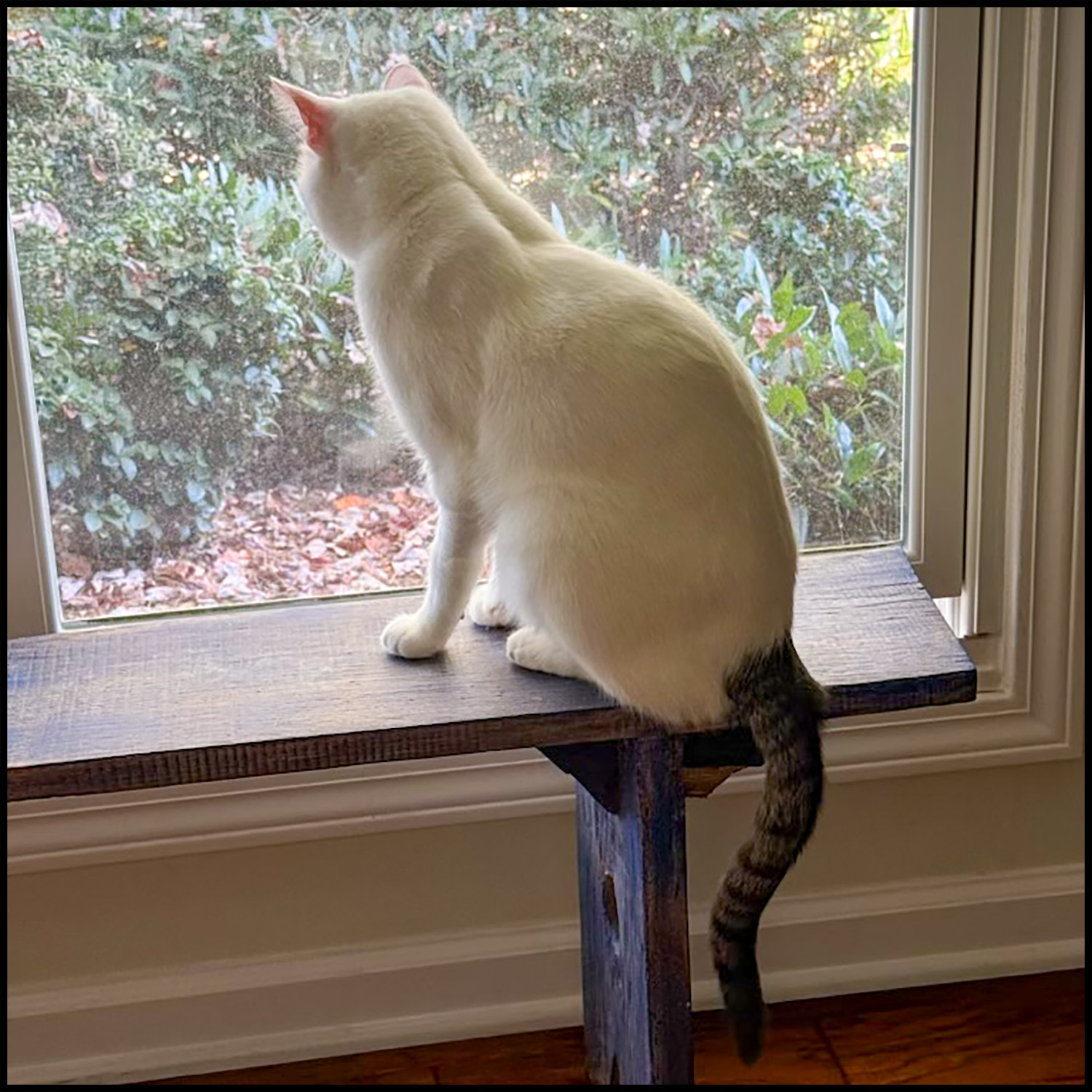 Odie, a Adoptable mixed breed in Roswell, GA image 2/5