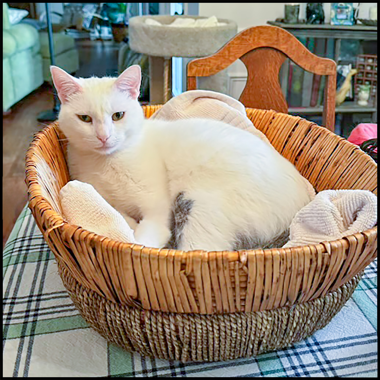 Odie, a Adoptable mixed breed in Roswell, GA image 3/5