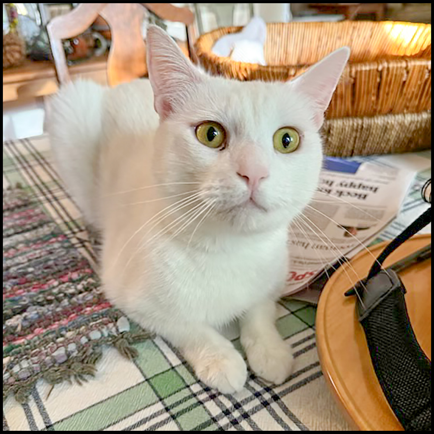 Odie, a Adoptable mixed breed in Roswell, GA image 4/5