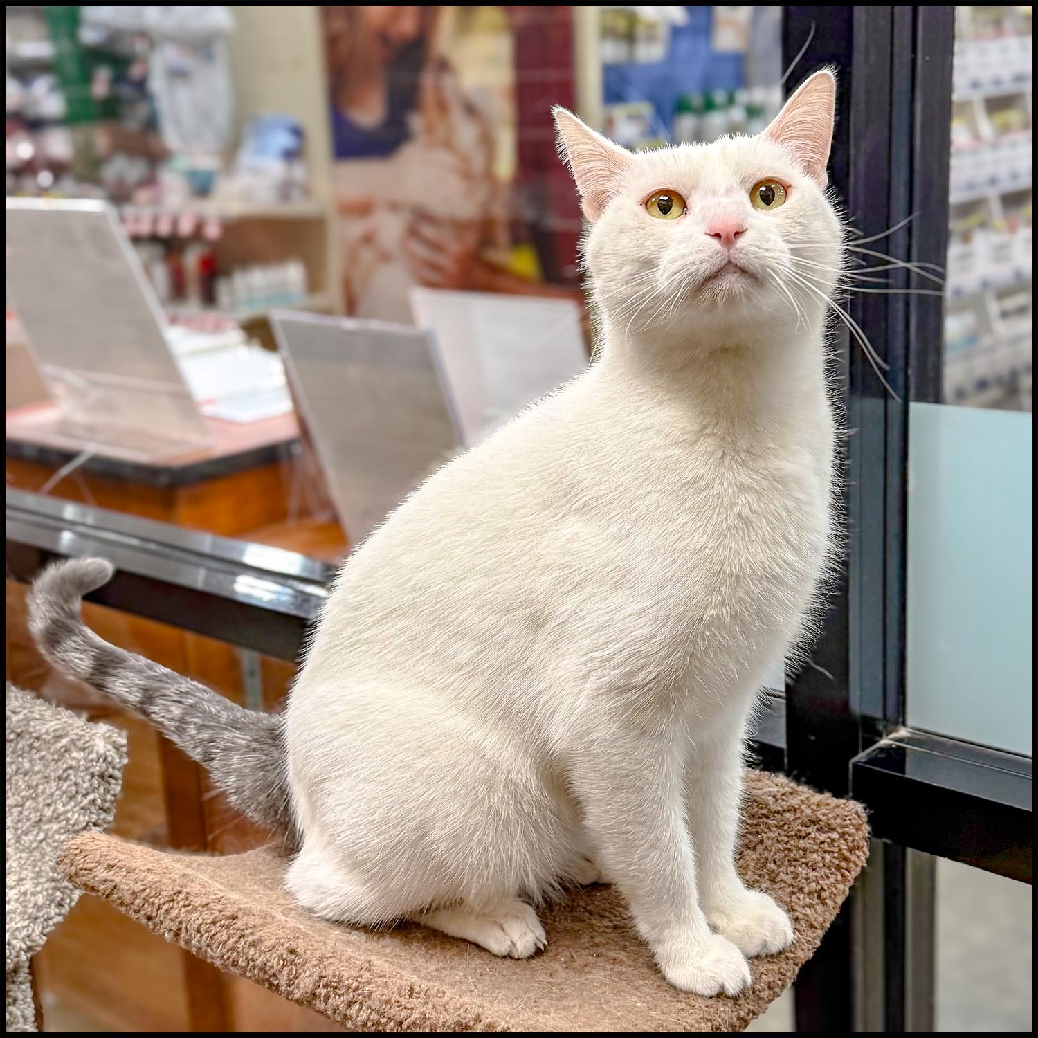 Odie, Adoptable, Adult Male Domestic Short Hair.