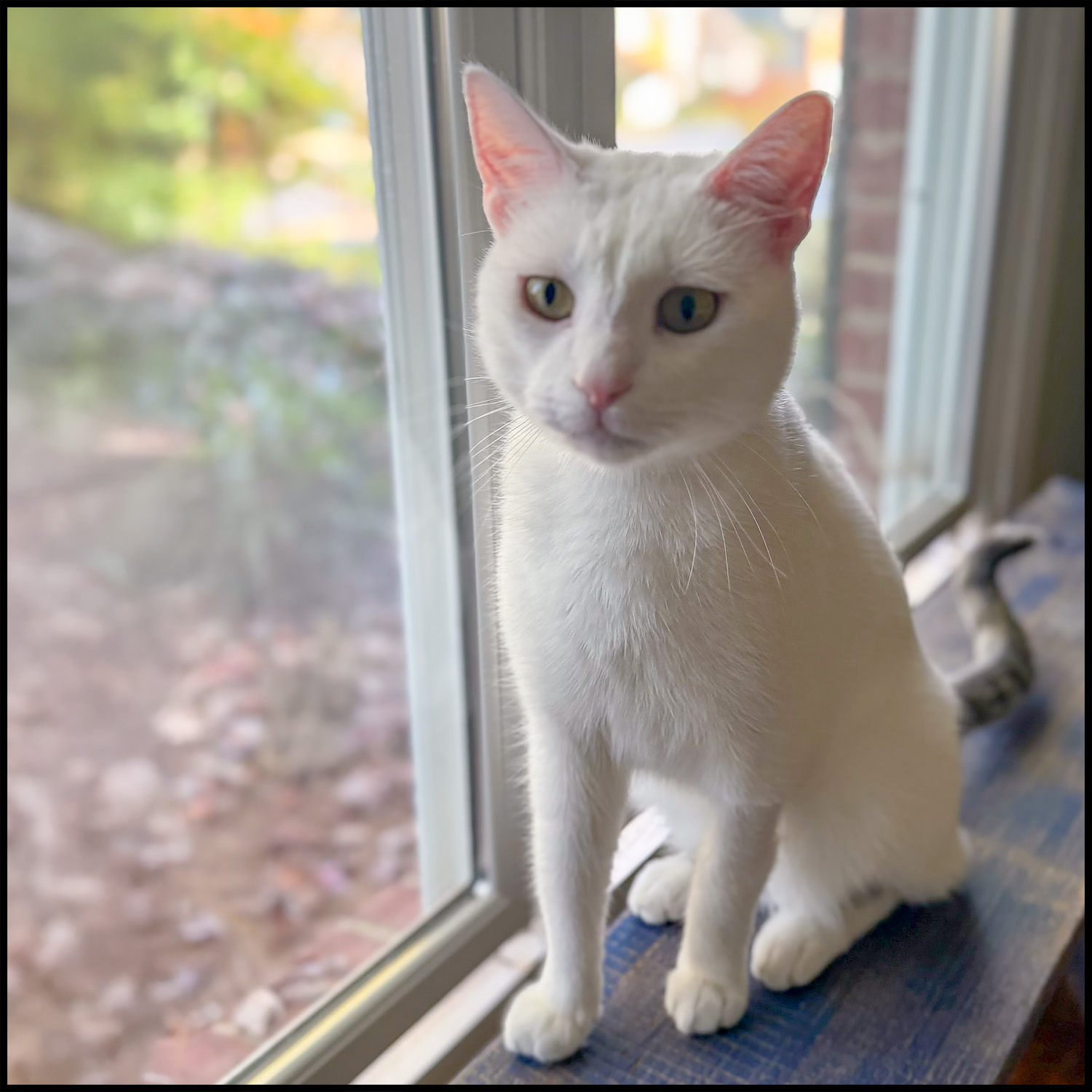 Odie, a Adoptable mixed breed in Roswell, GA image 5/5