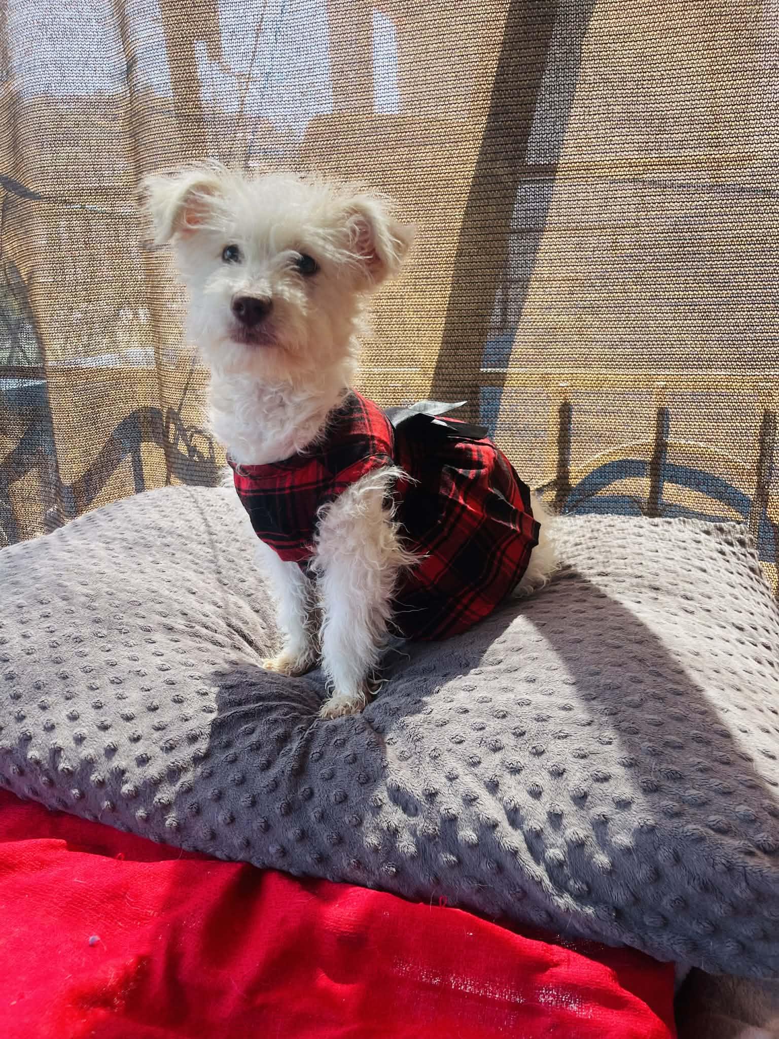 Enlarge Nicole, a ADOPTABLE mixed breed in San Diego , CA image 4/4