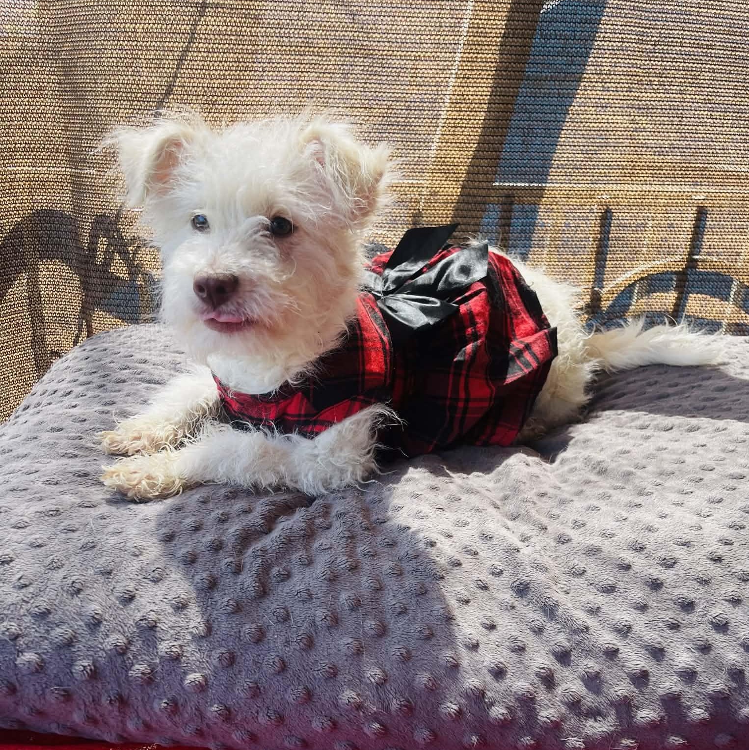 Nicole, ADOPTABLE, Puppy Female Maltese.