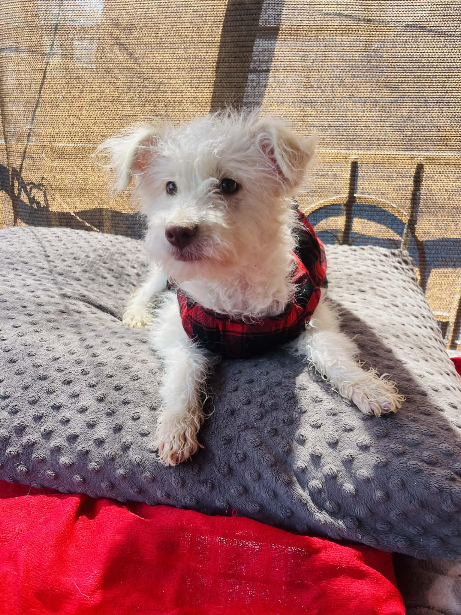 Enlarge Nicole, a ADOPTABLE mixed breed in San Diego , CA image 2/4