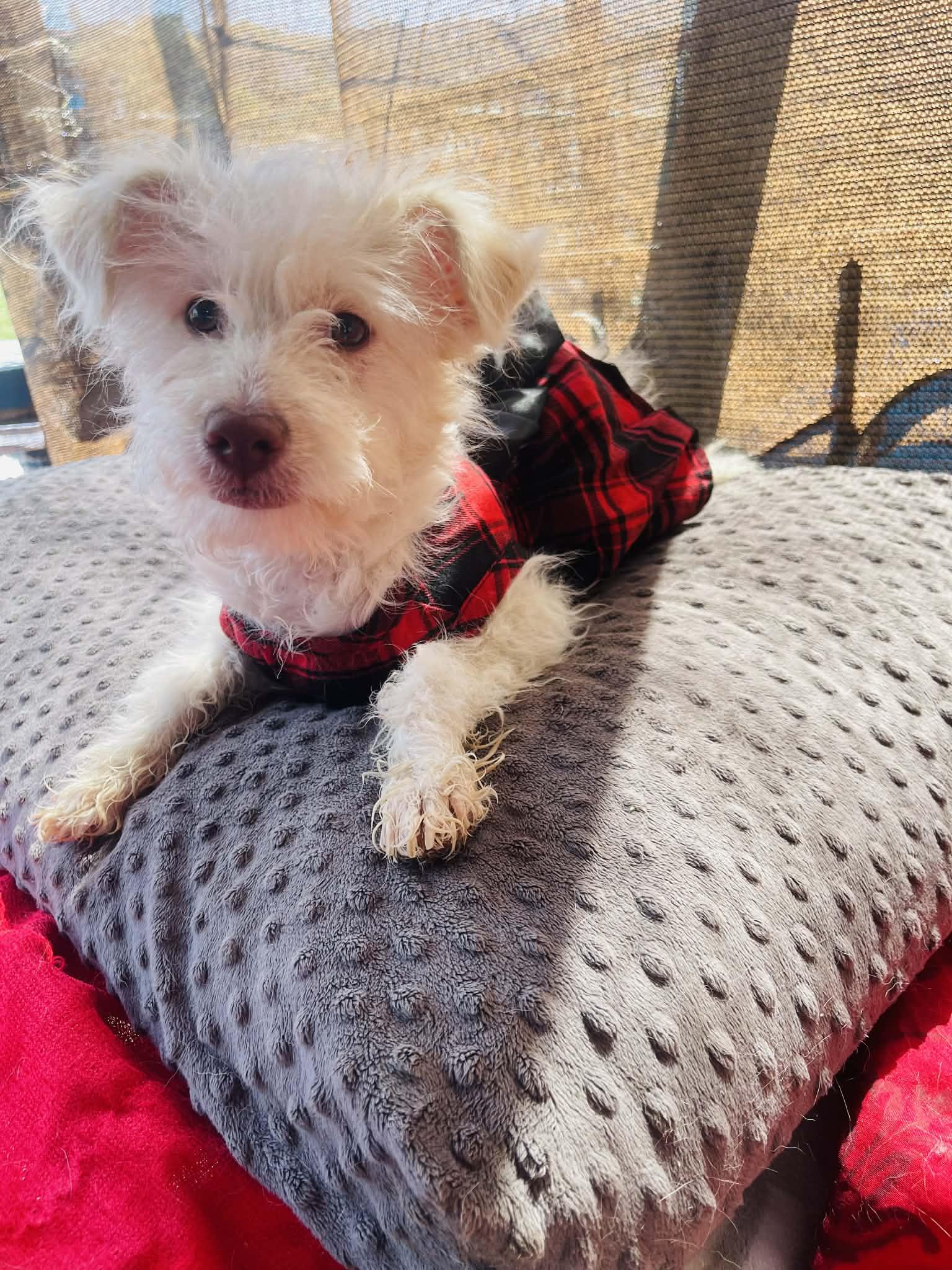 Enlarge Nicole, a ADOPTABLE mixed breed in San Diego , CA image 3/4