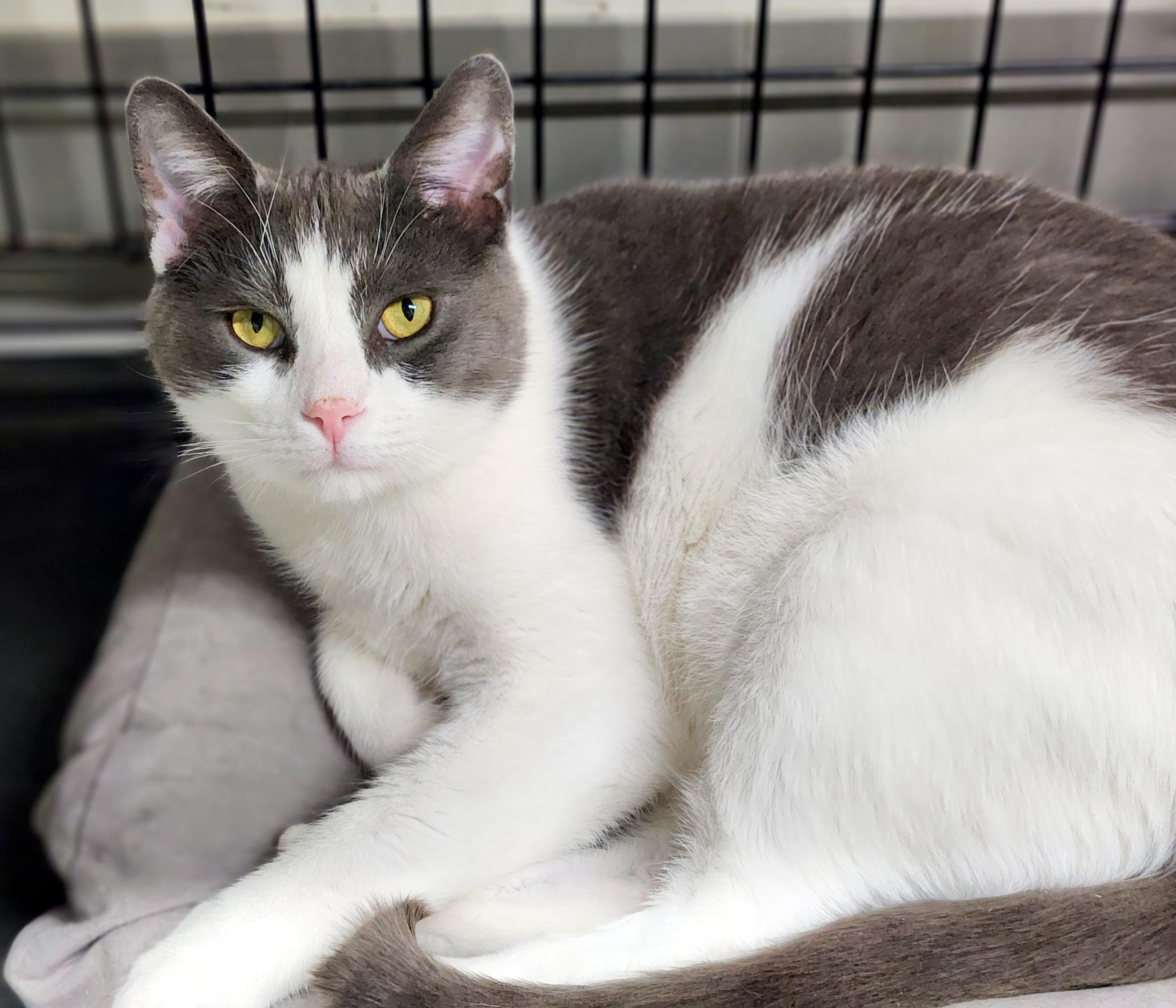 Enlarge Trout, a Adopted Domestic Short Hair in Pittsburgh, PA image 6/6