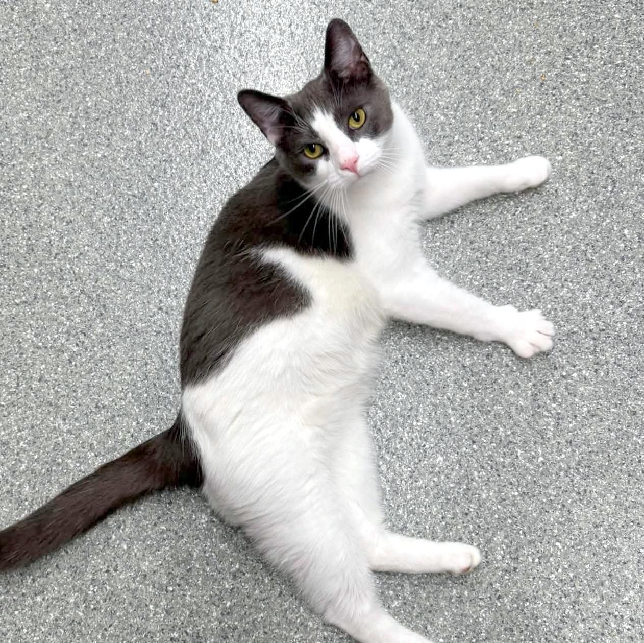 Enlarge Trout, a Adopted Domestic Short Hair in Pittsburgh, PA image 5/6