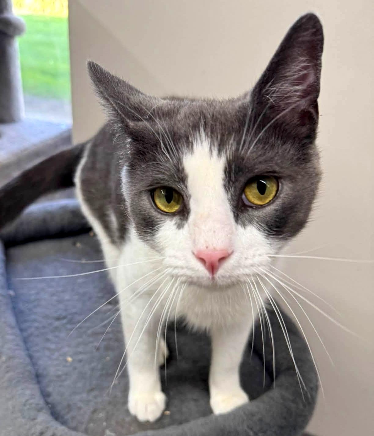 Enlarge Trout, a Adopted Domestic Short Hair in Pittsburgh, PA image 3/6