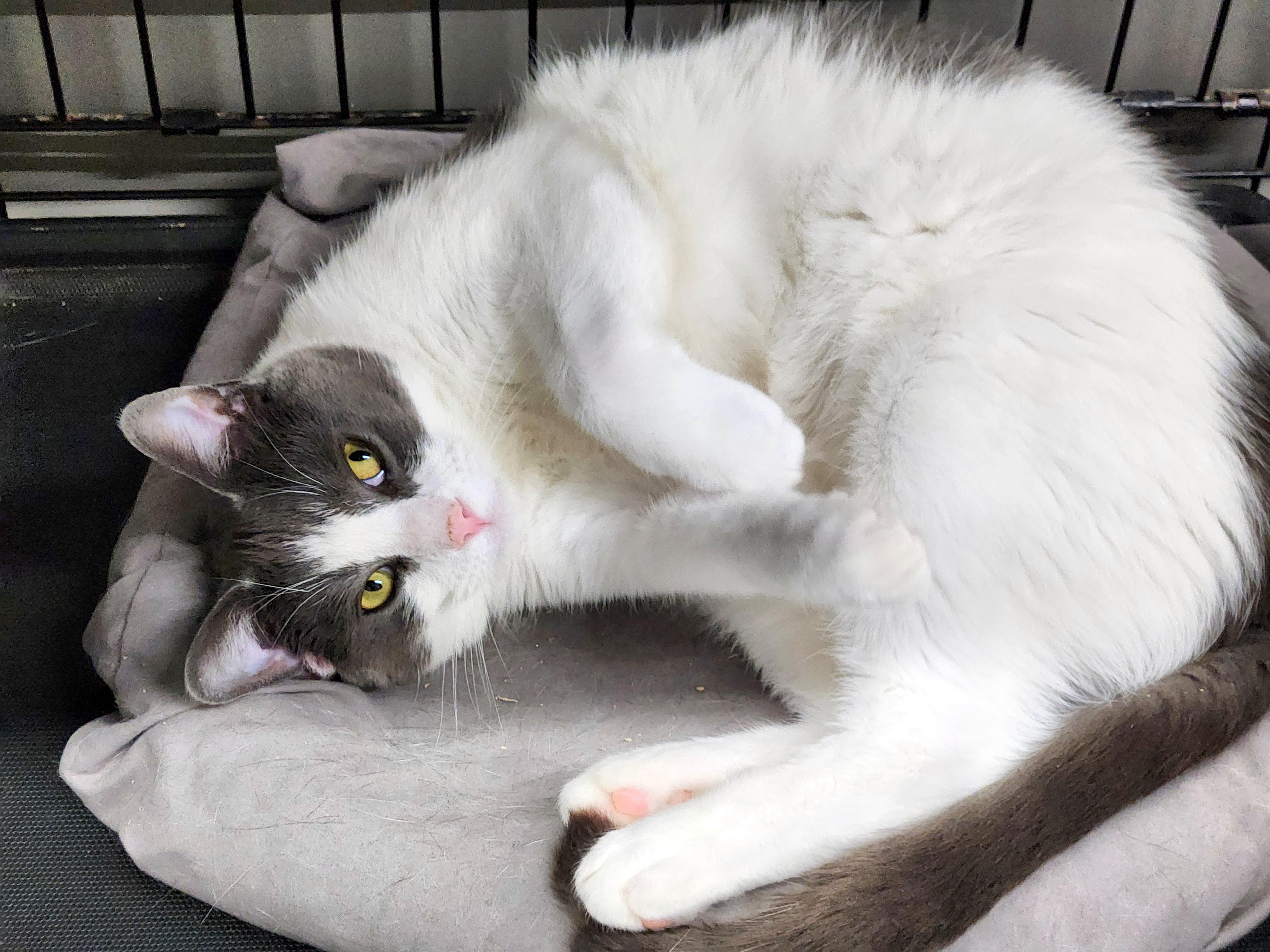 Enlarge Trout, a Adopted Domestic Short Hair in Pittsburgh, PA image 4/6