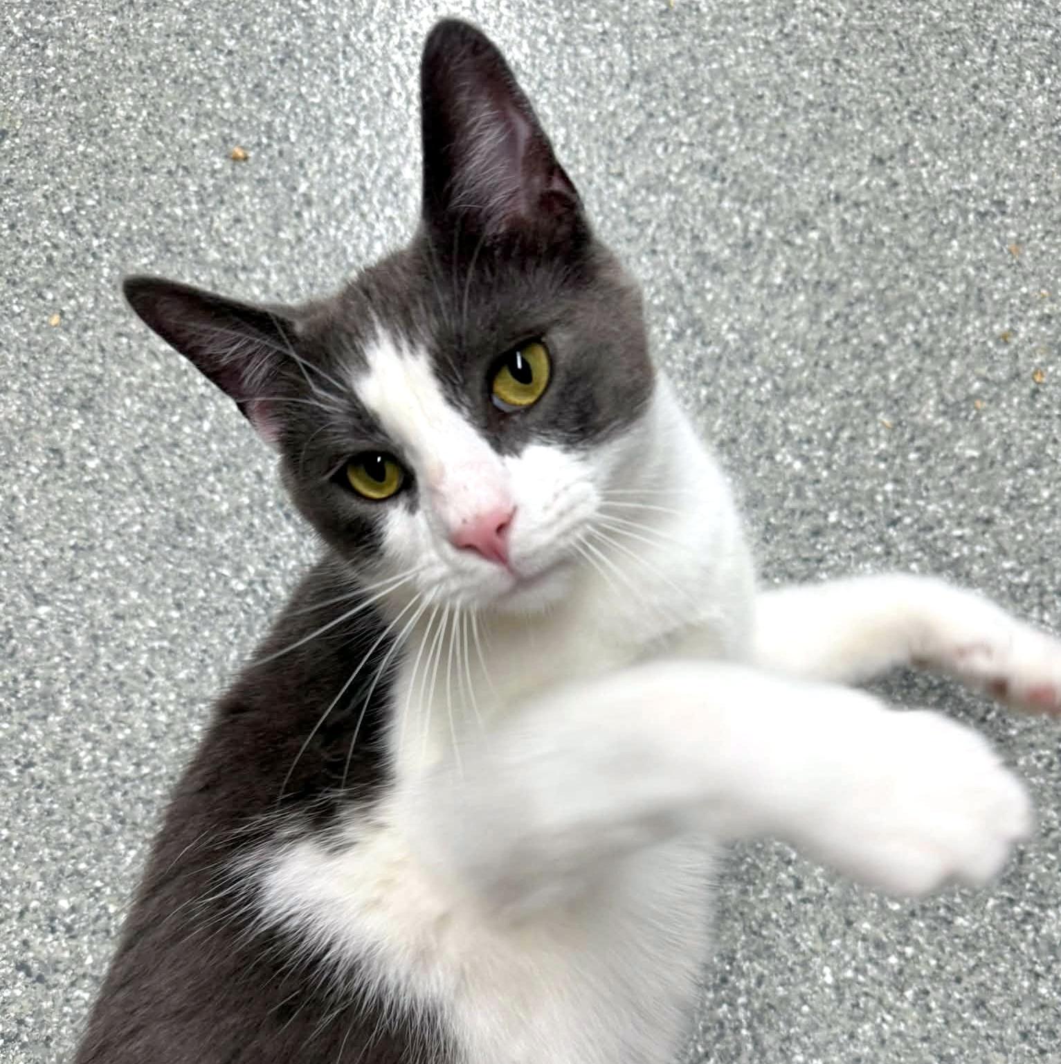 Enlarge Trout, a Adopted Domestic Short Hair in Pittsburgh, PA image 2/6