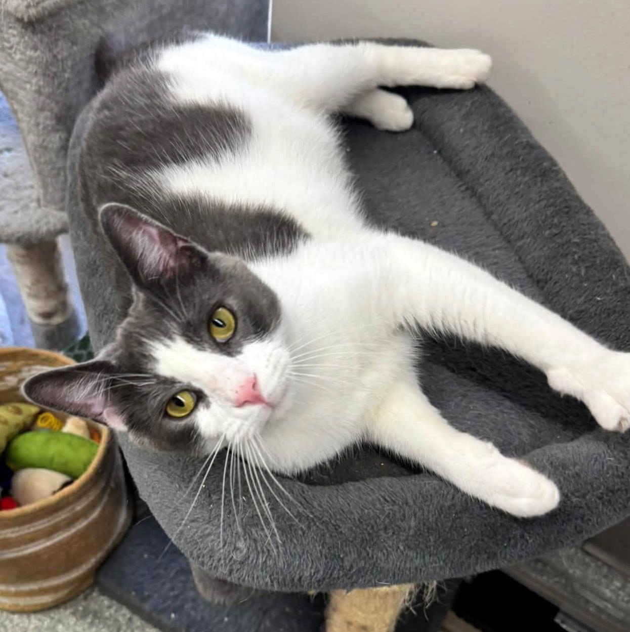 Trout, Adopted, Adult Male Domestic Short Hair.