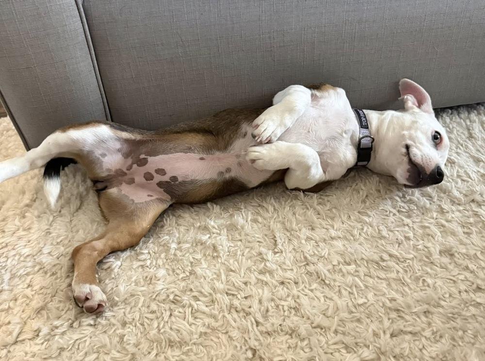 Luna, Adoptable, Puppy Female Terrier.