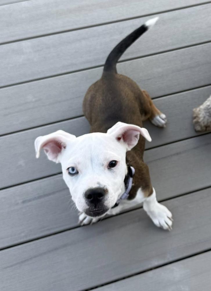 Enlarge Luna, a Adoptable mixed breed in Colorado Springs, CO image 3/4