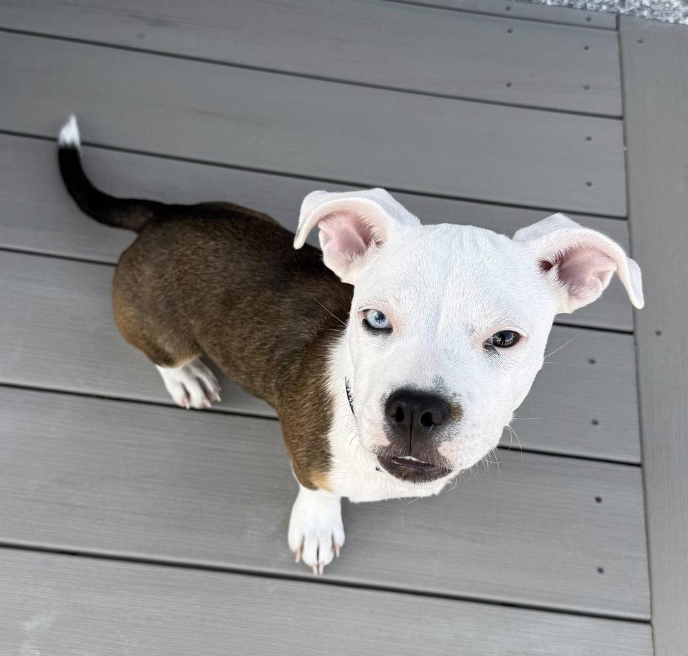 Enlarge Luna, a Adoptable mixed breed in Colorado Springs, CO image 4/4