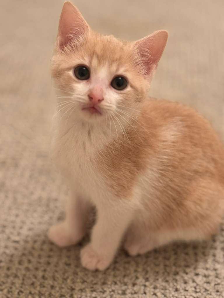 Ricotta (Ricky) - bonded with Reggie, an adoptable Domestic Short Hair in Brookhaven, GA image 2/4