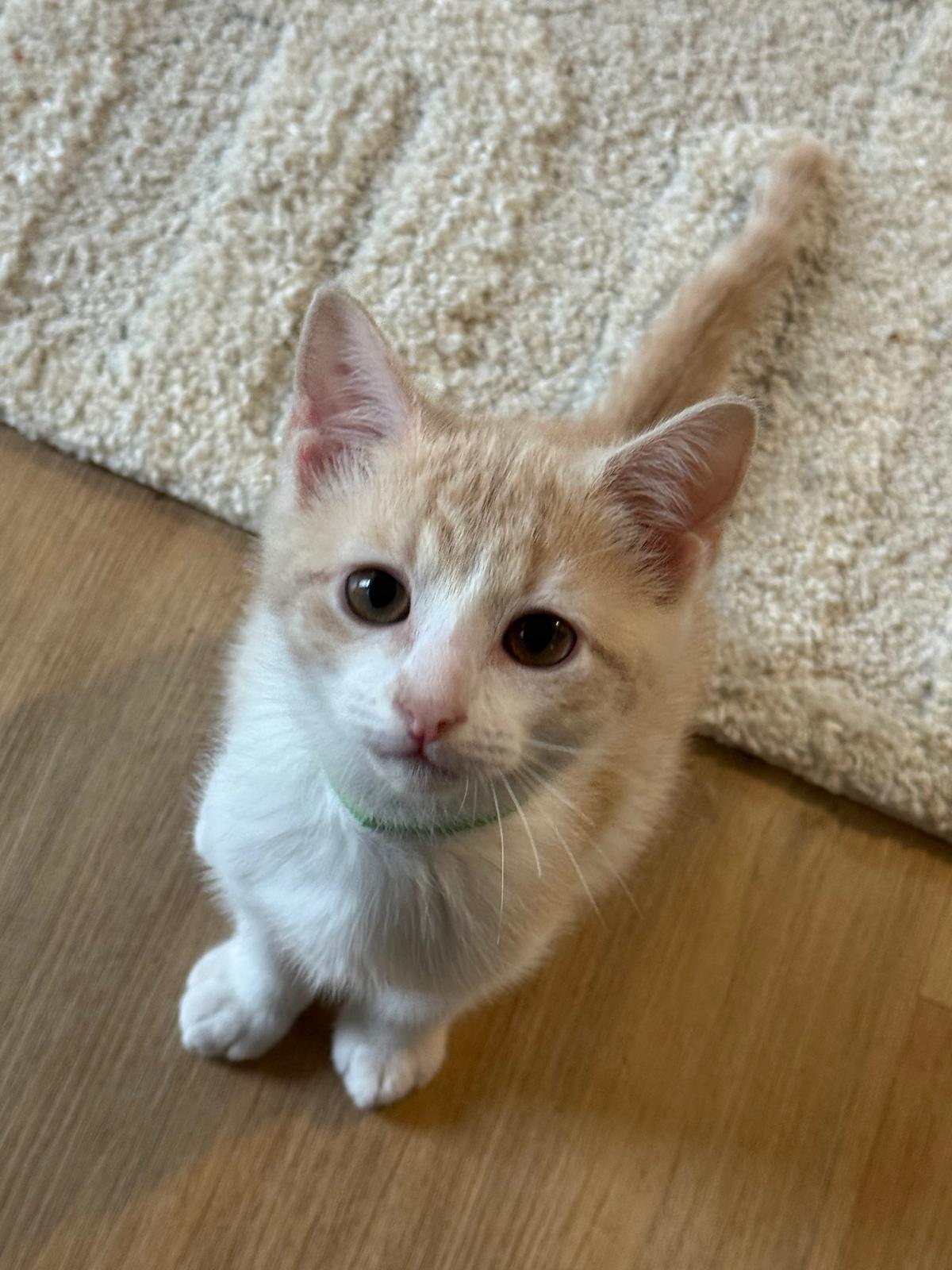 Ricotta (Ricky) - bonded with Reggie, an adoptable Domestic Short Hair in Brookhaven, GA image 1/4