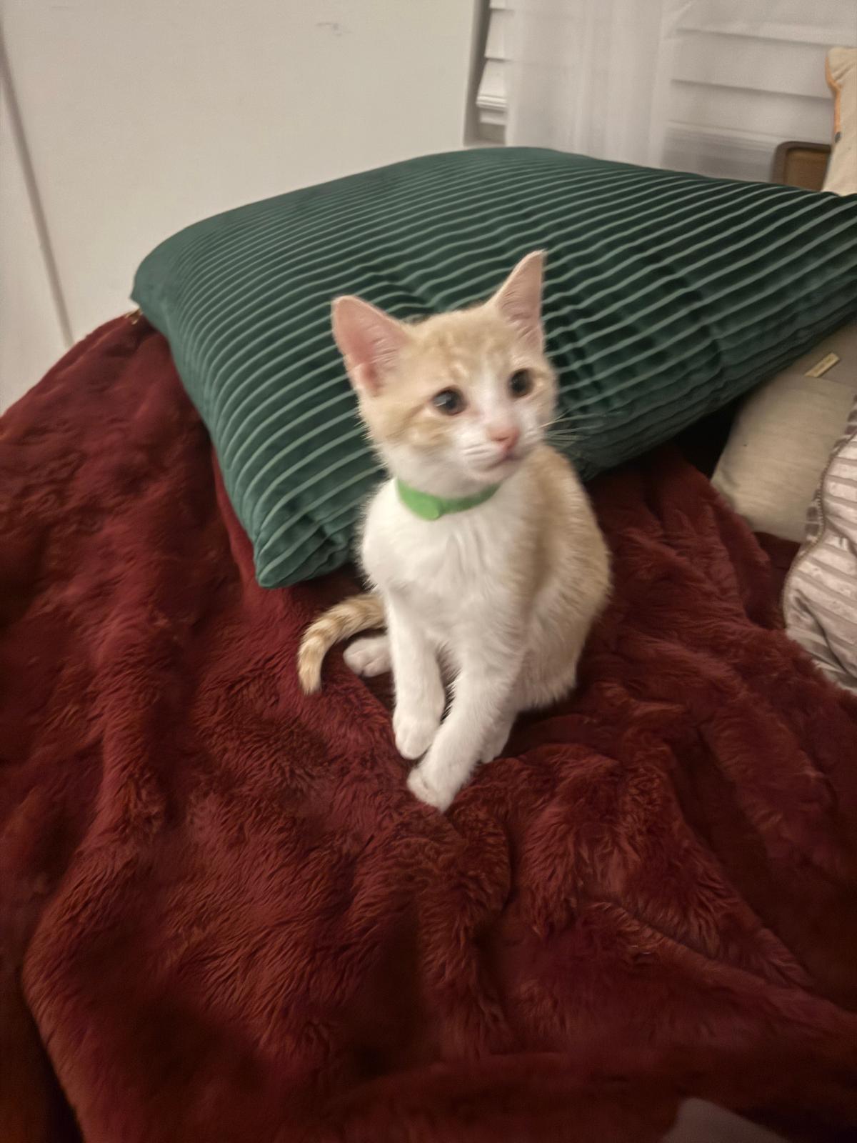 Ricotta (Ricky) - bonded with Reggie, an adoptable Domestic Short Hair in Brookhaven, GA image 4/4