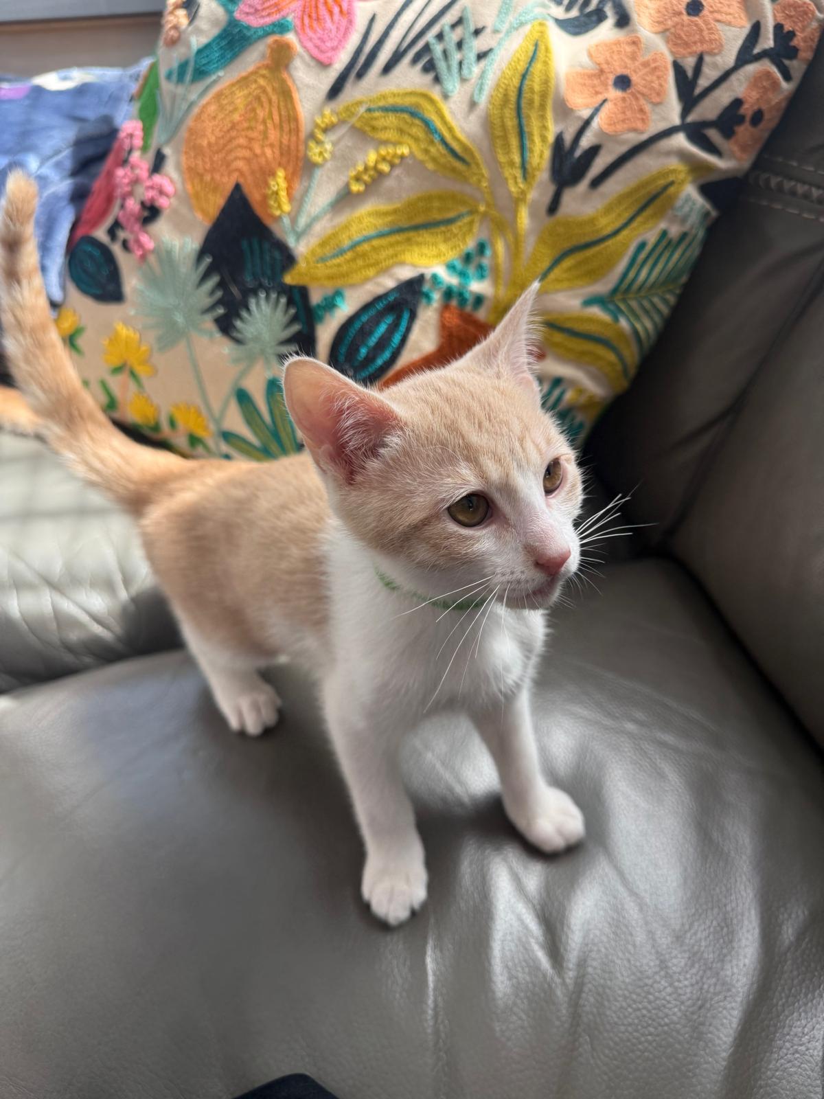 Ricotta (Ricky) - bonded with Reggie, an adoptable Domestic Short Hair in Brookhaven, GA image 3/4