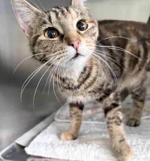 Shelby, Adoptable, Young Female Domestic Short Hair.