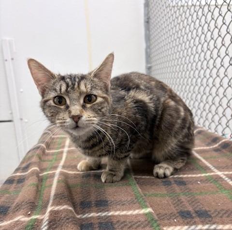 Shelby, a Adoptable mixed breed in Ogdensburg, NY image 2/3