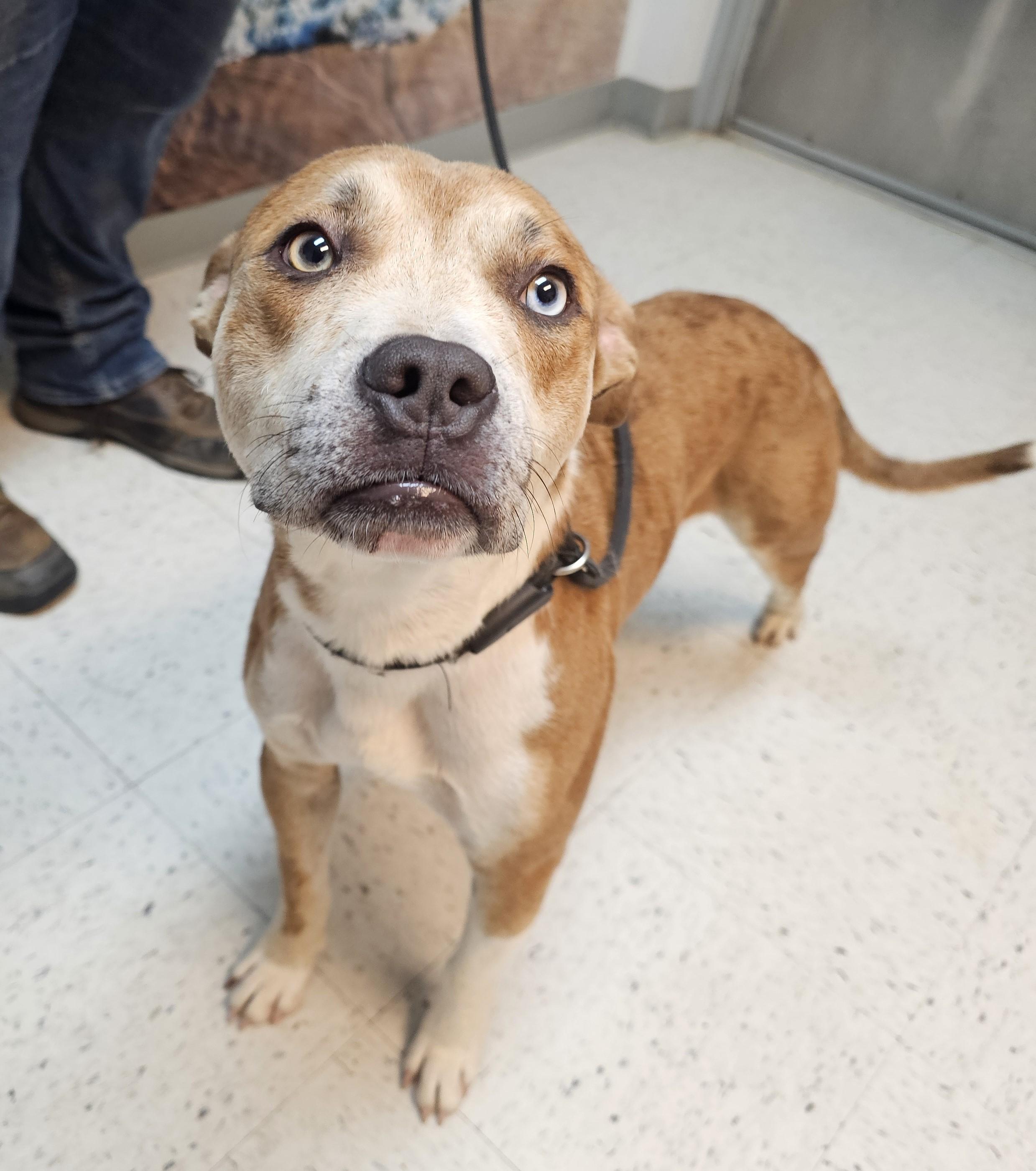 Chedders, Adoptable, Adult Male Pit Bull Terrier.
