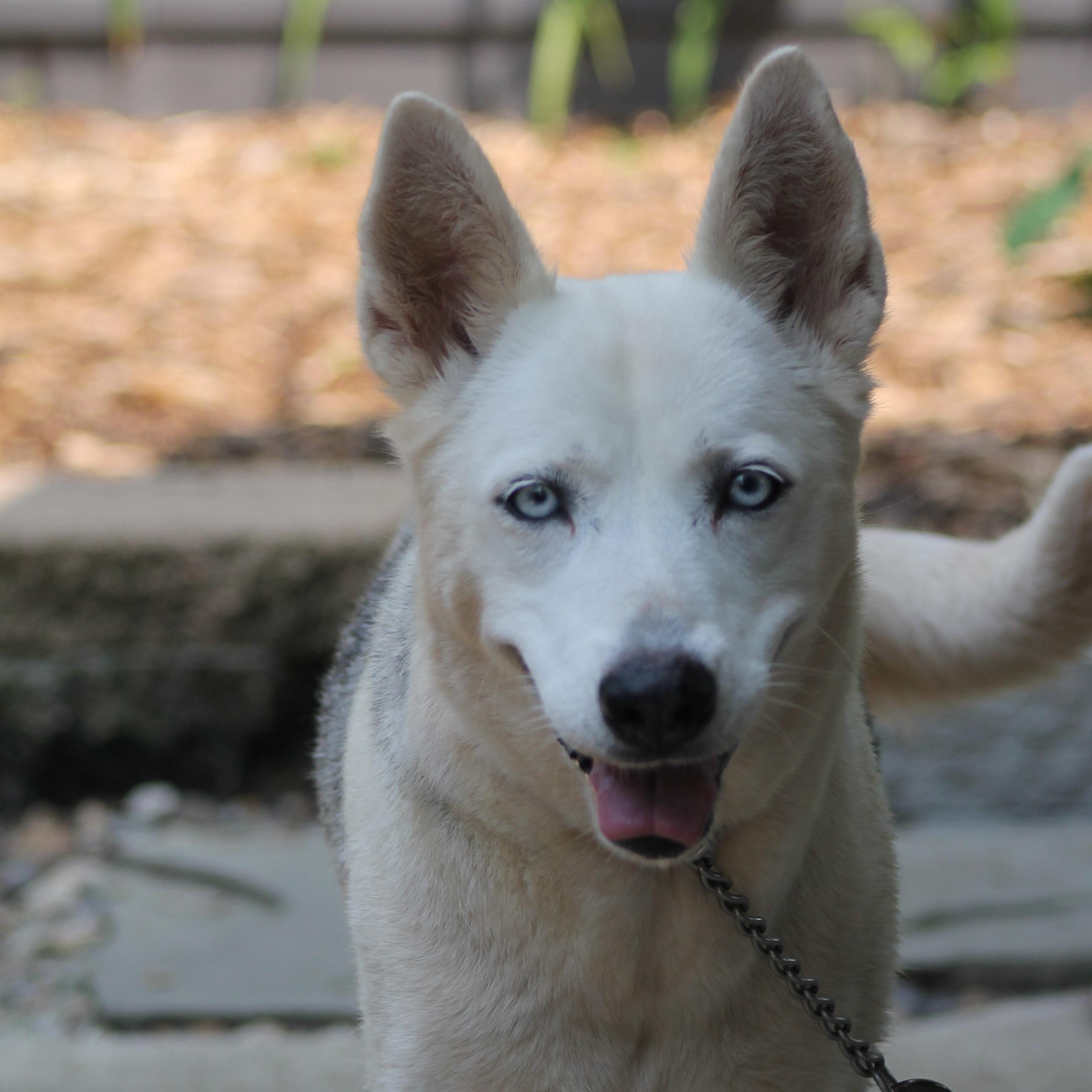 Mina 2, Adopted, Young Female Siberian Husky.