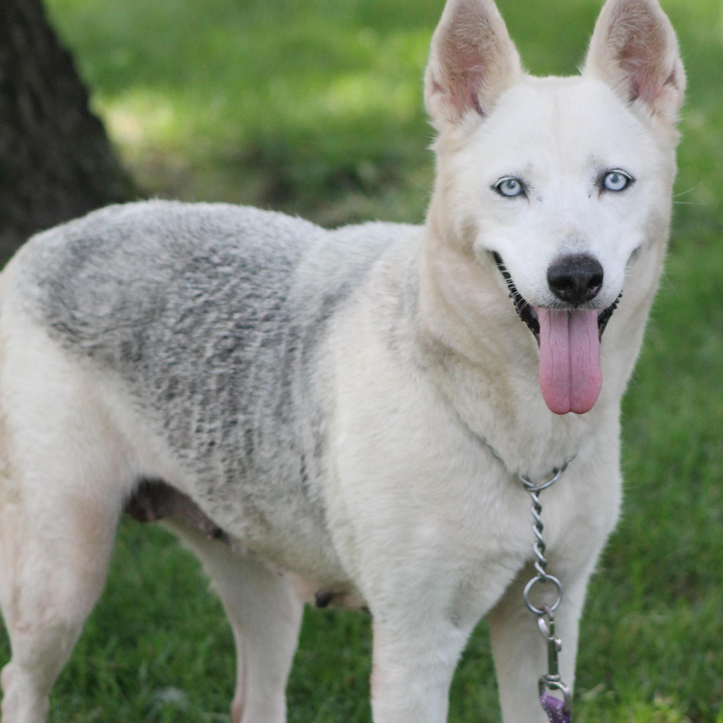 Enlarge Mina 2, a Adopted mixed breed in Washington Court House, OH image 3/3