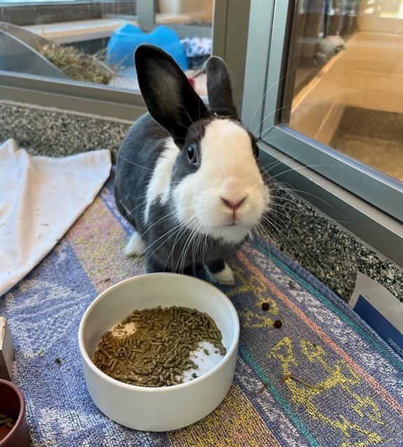 Enlarge MRS BEAN, a Adoptable Dutch in Boston, MA image 1/1