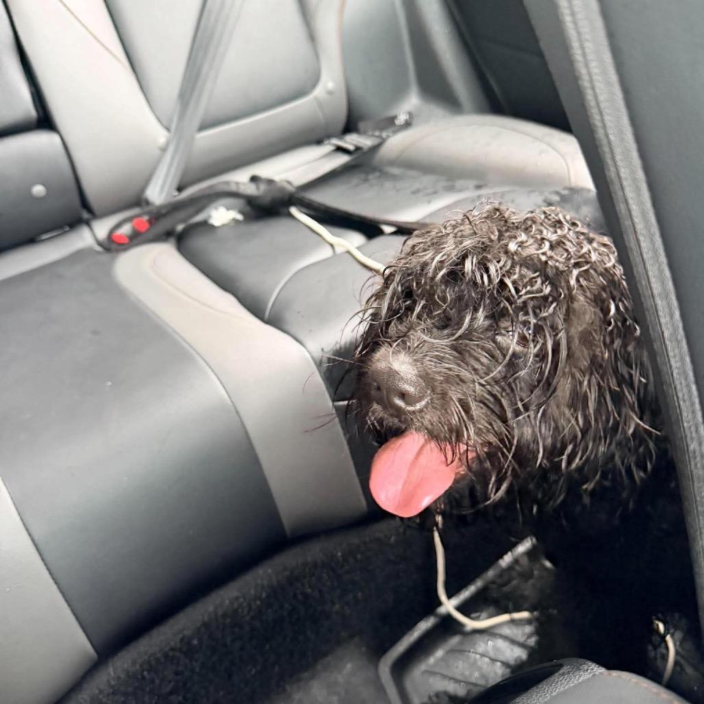 Flip Flop, Adoptable, Young Male Cocker Spaniel & Poodle.