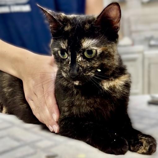 Enlarge Whimsy- 52041, an adopted Domestic Short Hair in Columbia, MD image 1/1