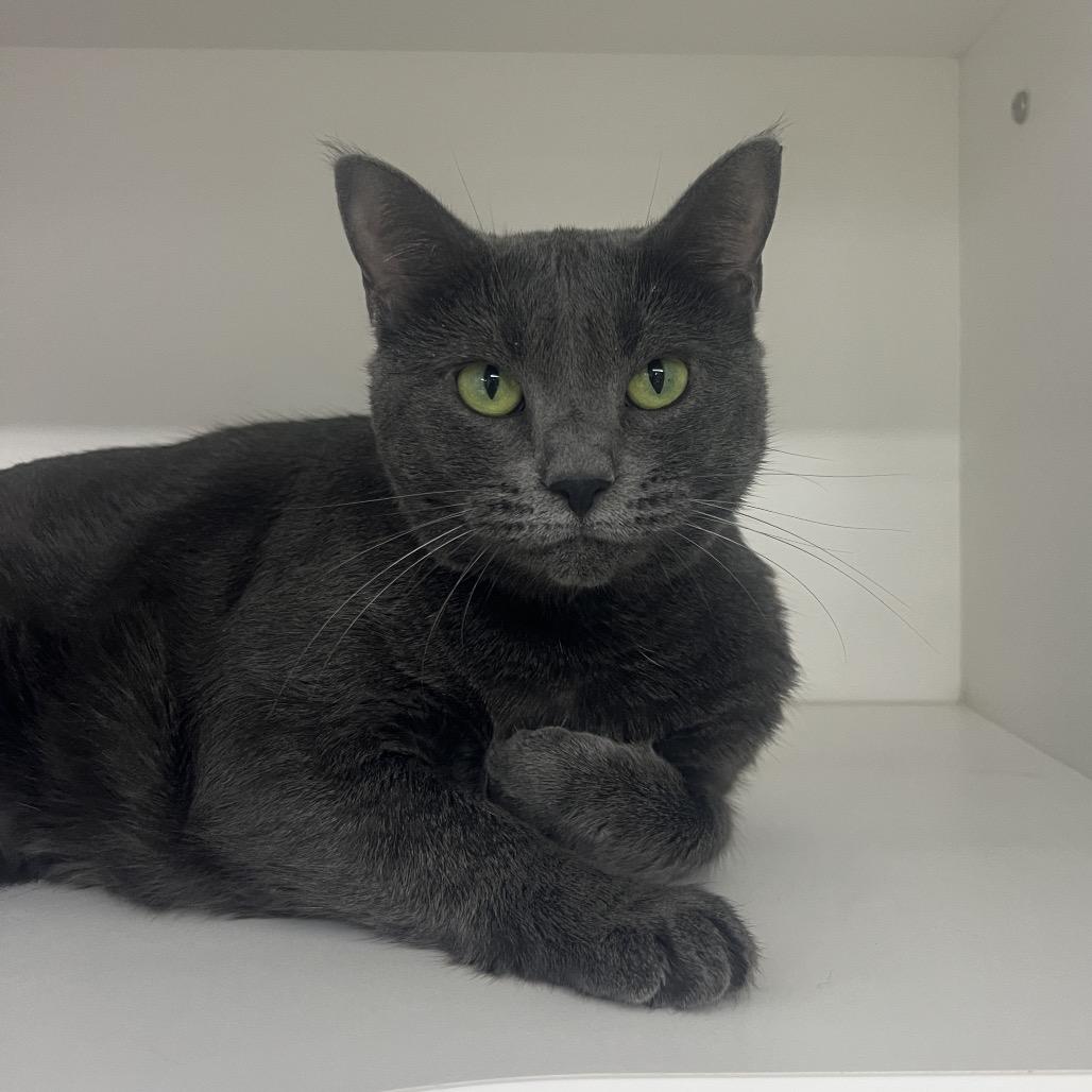 Phoebe, Adoptable, Senior Female Domestic Short Hair.