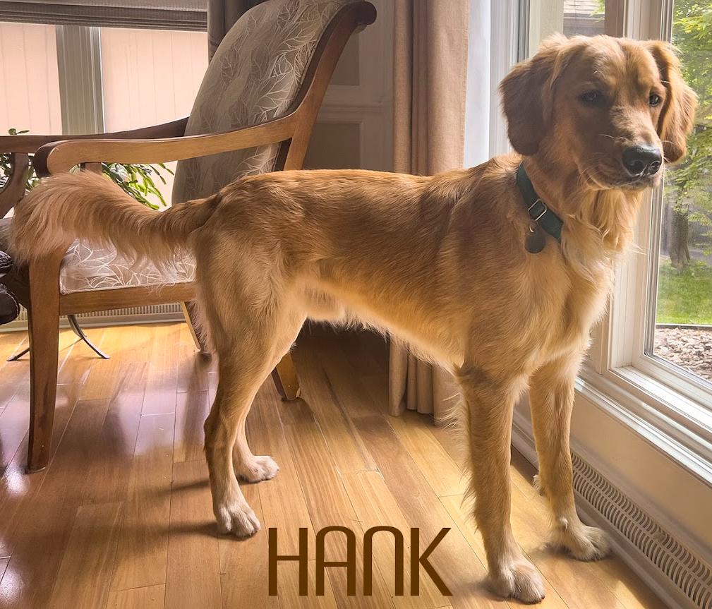Hank, a ADOPTABLE Golden Retriever in Waterville, OH image 4/4