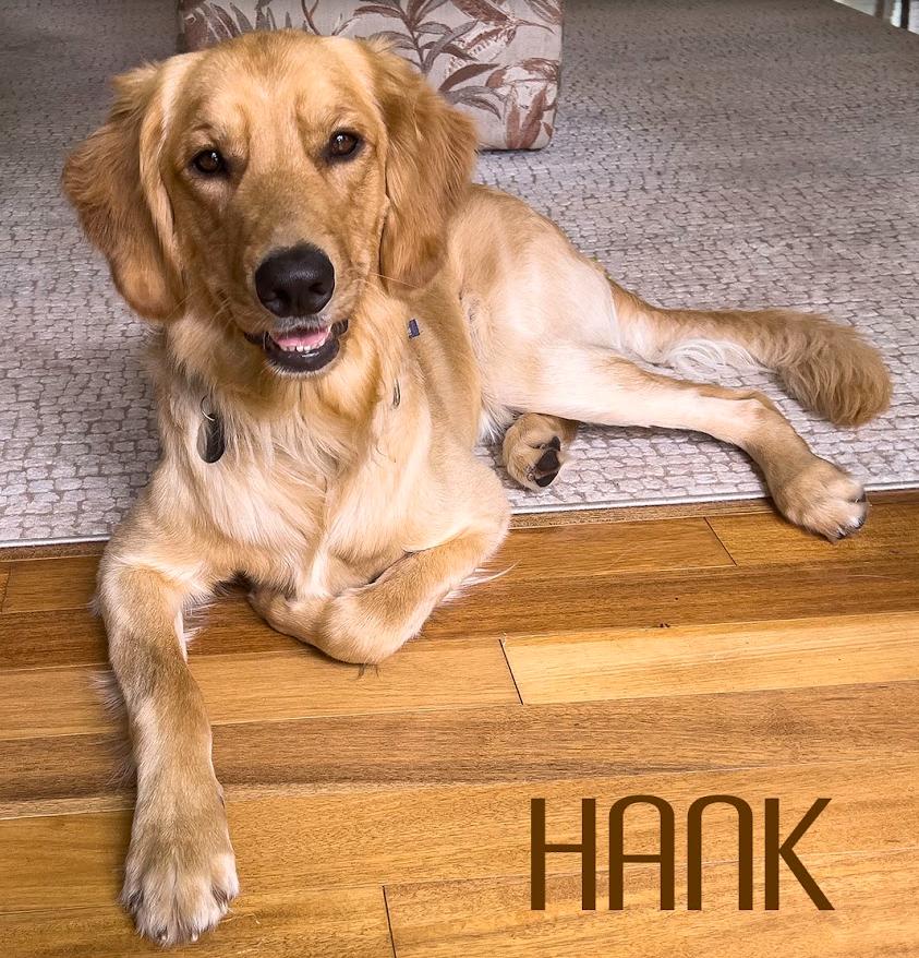 Hank, ADOPTABLE, Adult Male Golden Retriever.