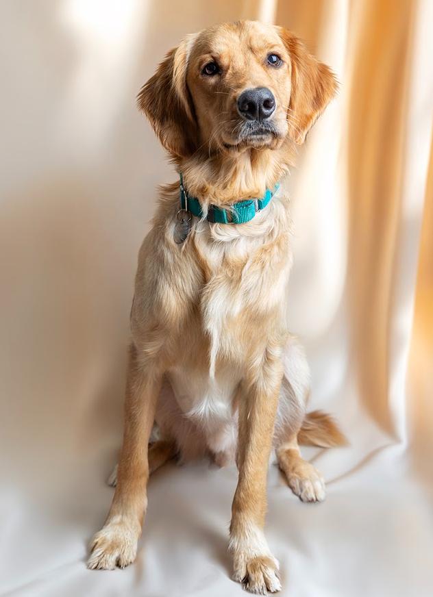 Hank, a ADOPTABLE Golden Retriever in Waterville, OH image 3/4