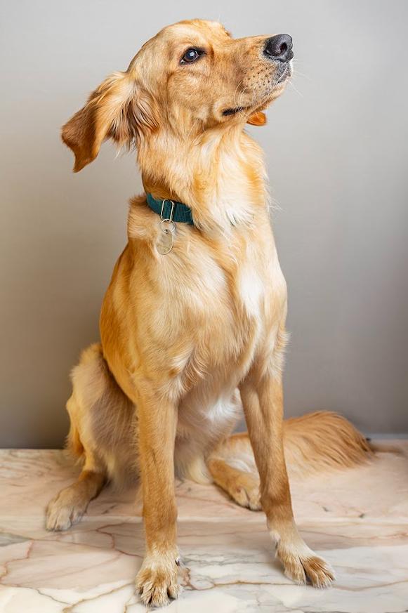 Hank, a ADOPTABLE Golden Retriever in Waterville, OH image 2/4