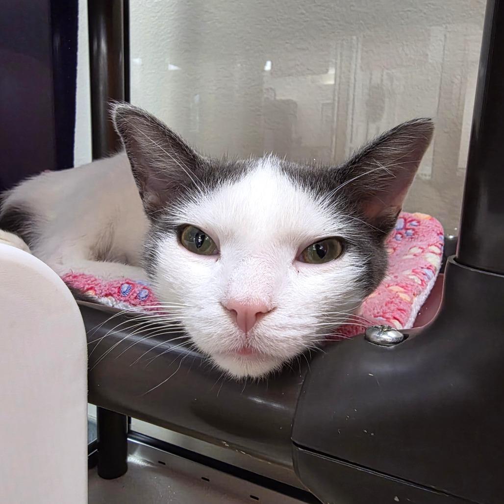 Peanut, Adoptable, Young Male Domestic Short Hair.