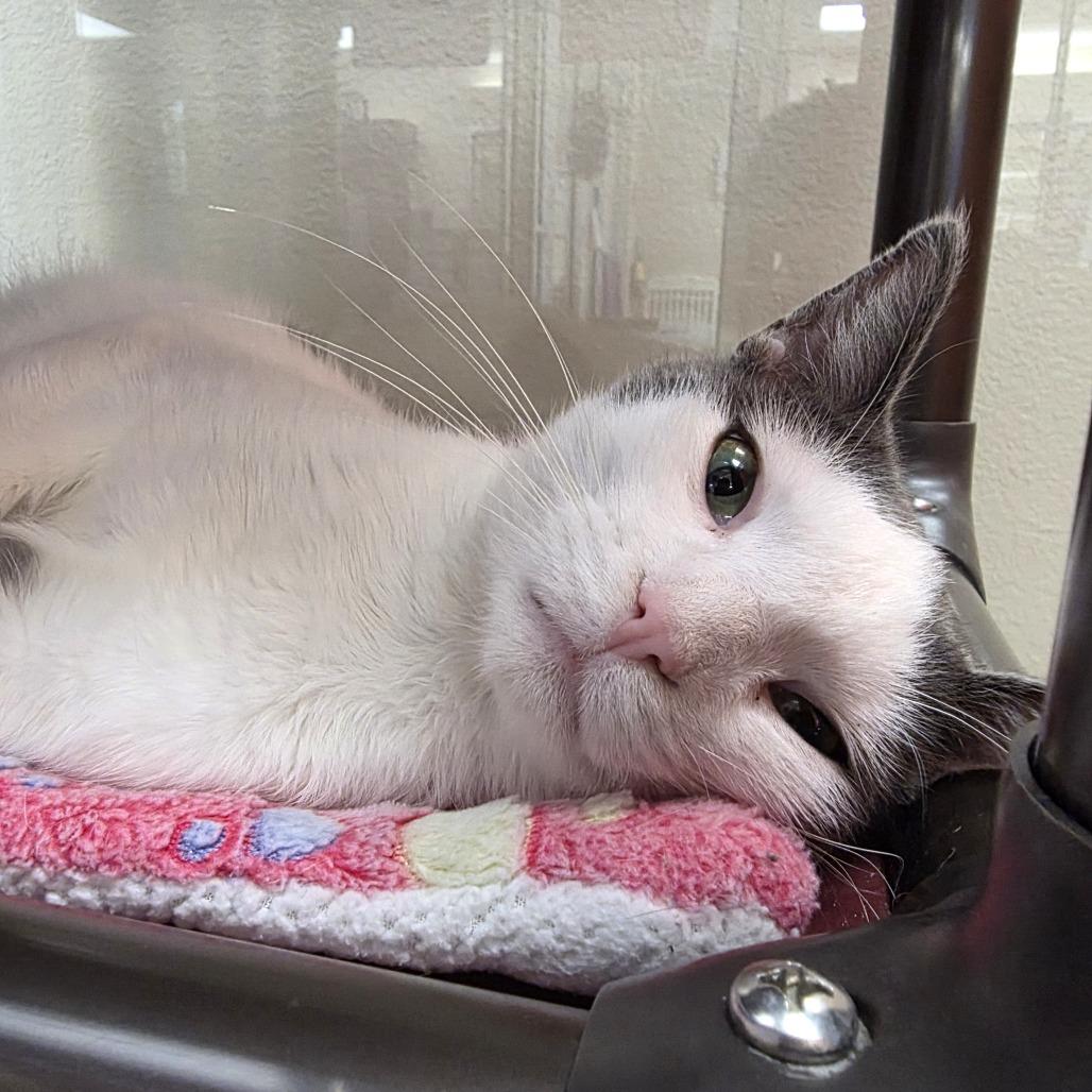 Enlarge Peanut, a Adoptable Domestic Short Hair in Oshkosh, WI image 2/4