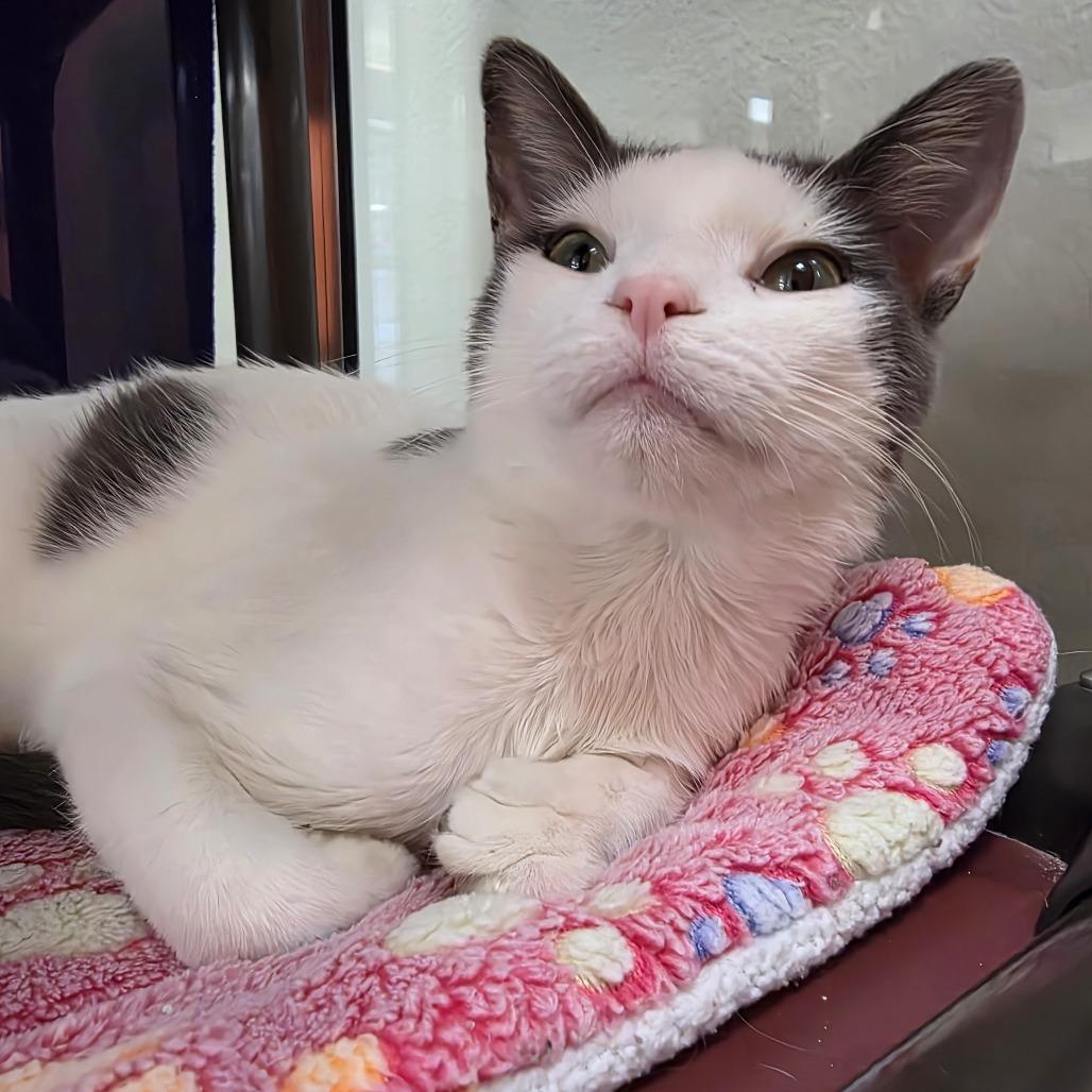 Enlarge Peanut, a Adoptable Domestic Short Hair in Oshkosh, WI image 3/4