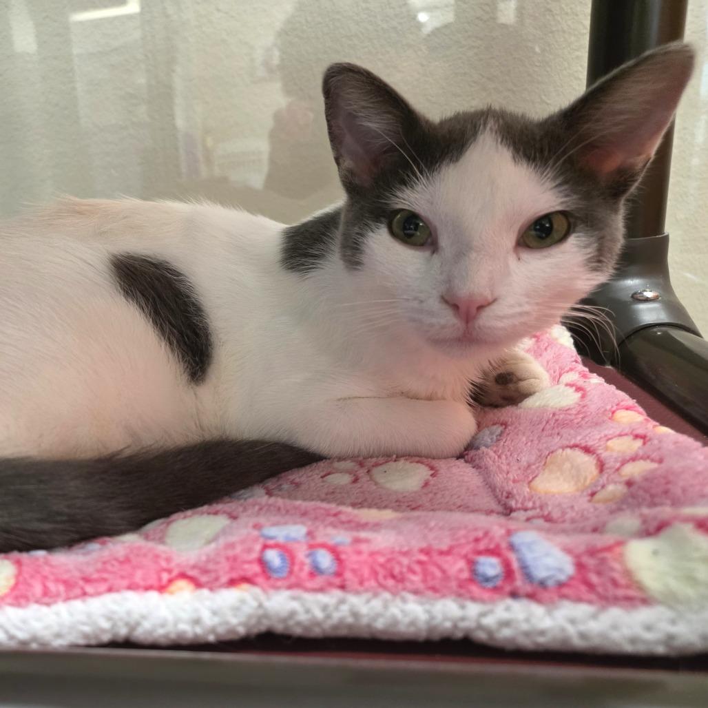 Enlarge Peanut, a Adoptable Domestic Short Hair in Oshkosh, WI image 4/4