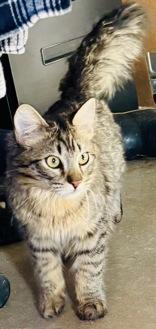 Nash, adopted, Young Male Domestic Medium Hair.