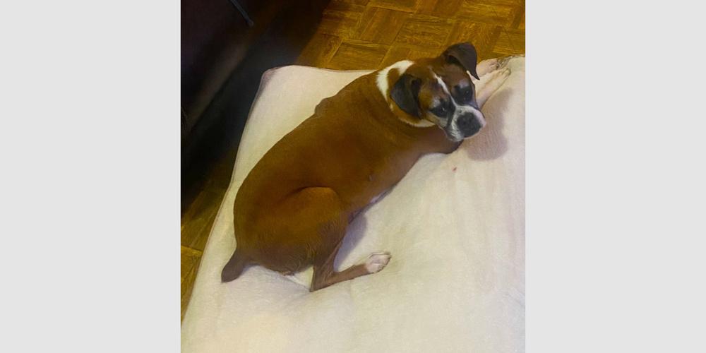 Xena - SIlver Heart, a Adoptable Boxer in Hewitt, TX image 1/2