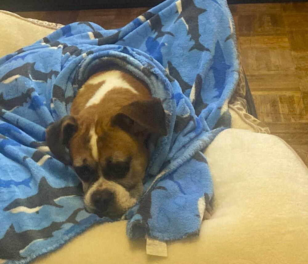 Xena - SIlver Heart, a Adoptable Boxer in Hewitt, TX image 2/2