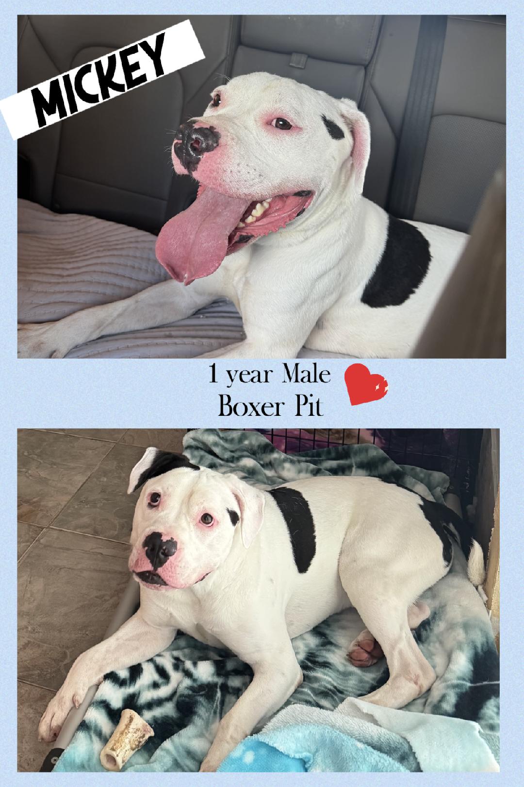 MICKEY - 1 YEAR BOXER PIT MALE