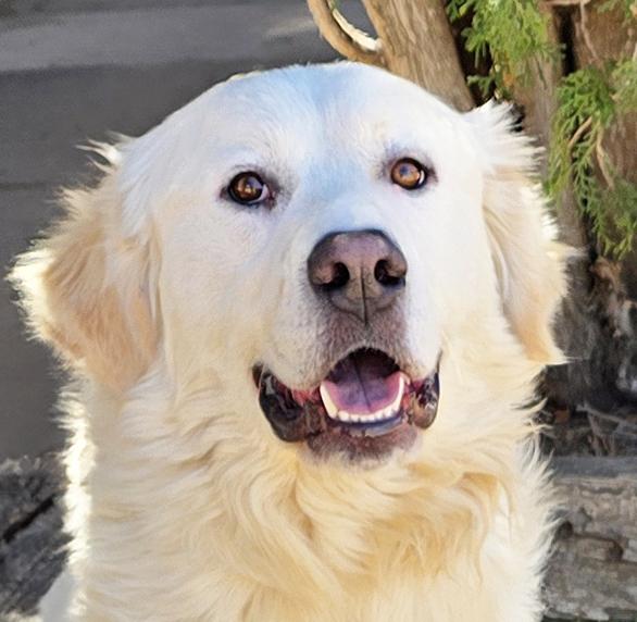 Fabulous Mr Frisco ~ Golden Pyr Perfection !, a Adoptable mixed breed in Albuquerque, NM image 1/2