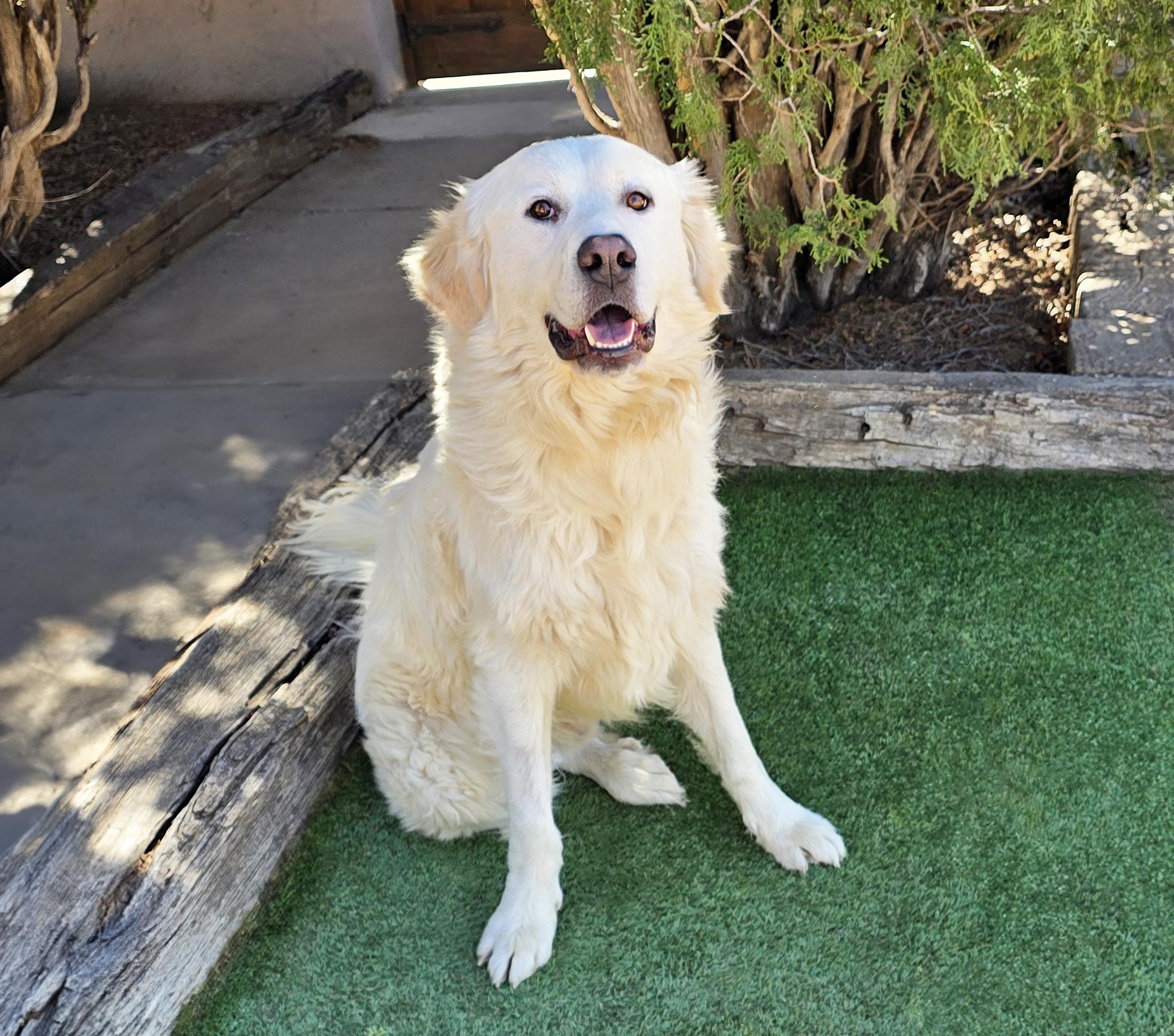 Fabulous Mr Frisco ~ Golden Pyr Perfection !, a Adoptable mixed breed in Albuquerque, NM image 2/2