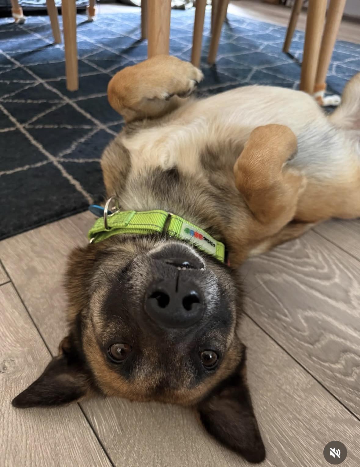 Orion, a ADOPTABLE mixed breed in Pasadena, CA image 1/6