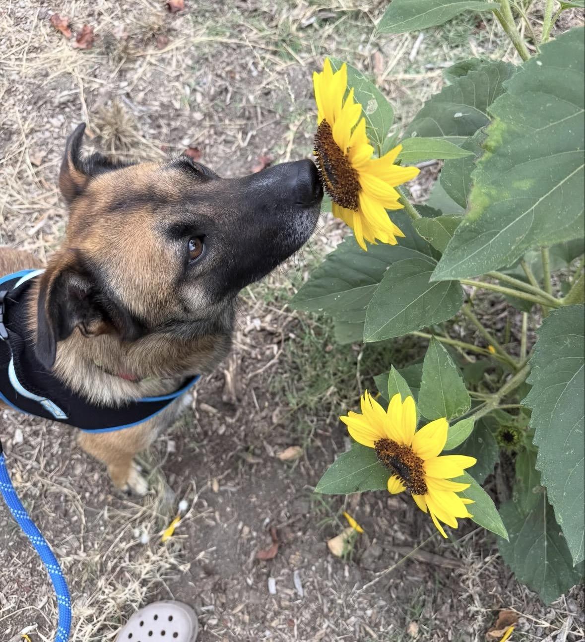 Orion, a ADOPTABLE mixed breed in Pasadena, CA image 4/6
