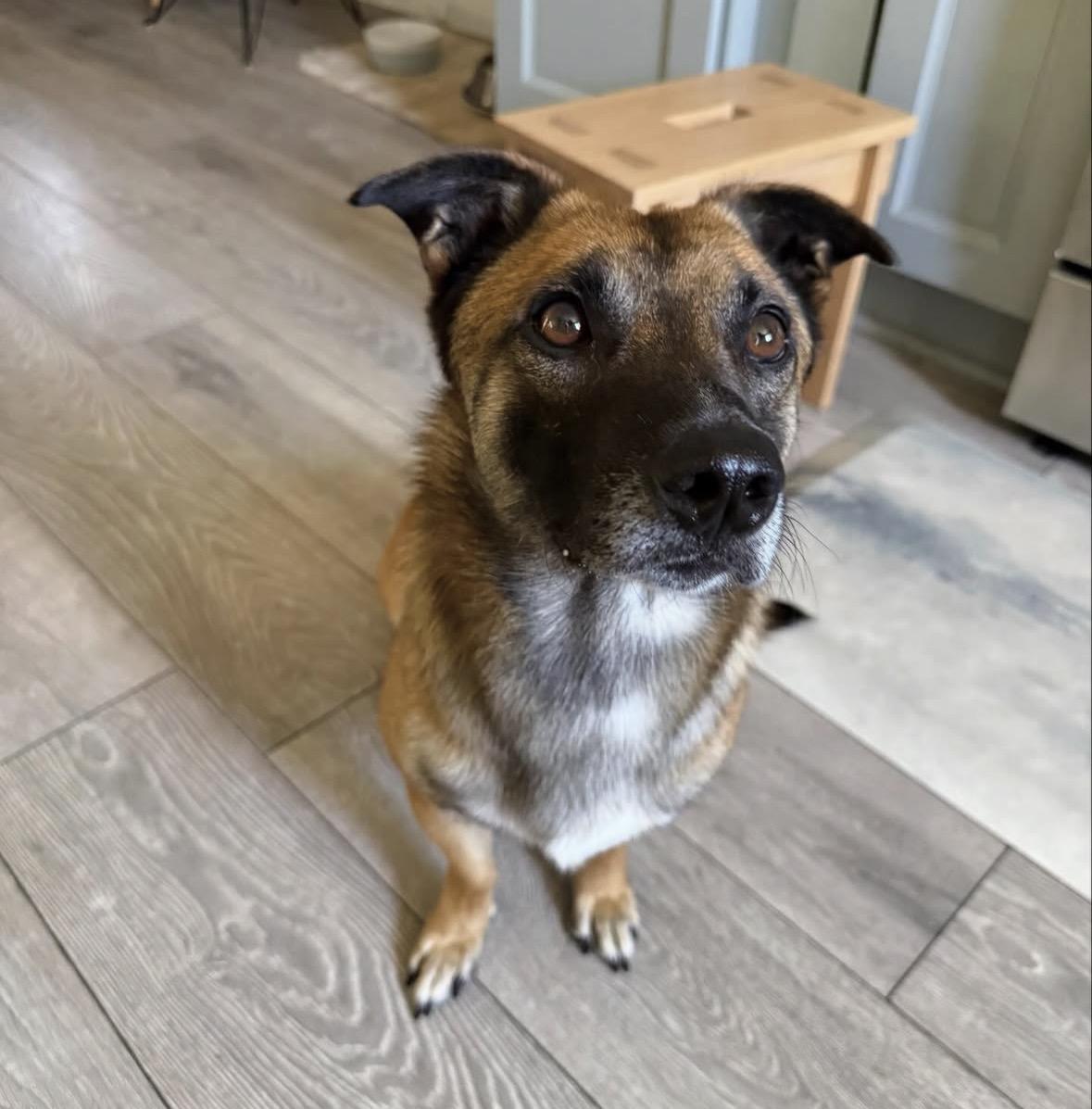 Orion, a ADOPTABLE mixed breed in Pasadena, CA image 6/6