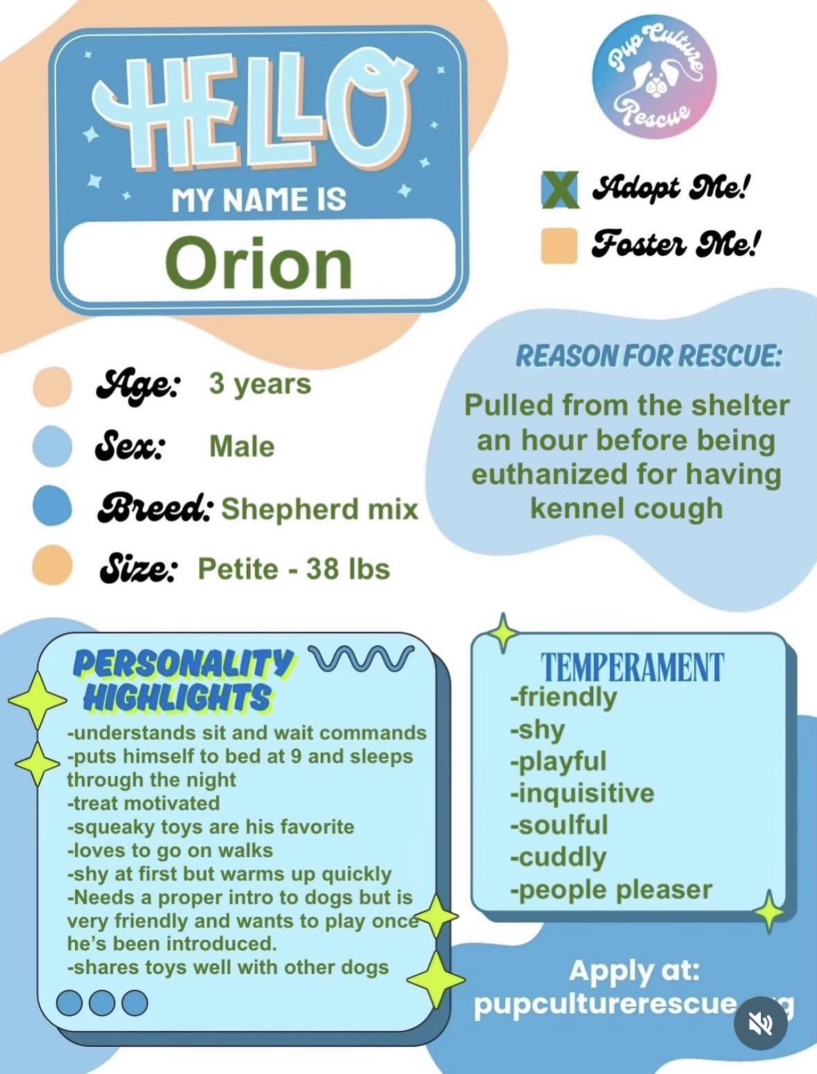 Orion, a ADOPTABLE mixed breed in Pasadena, CA image 2/6